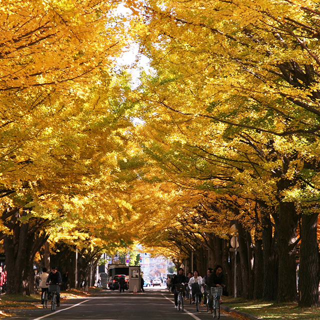 北海道大学的银杏大道