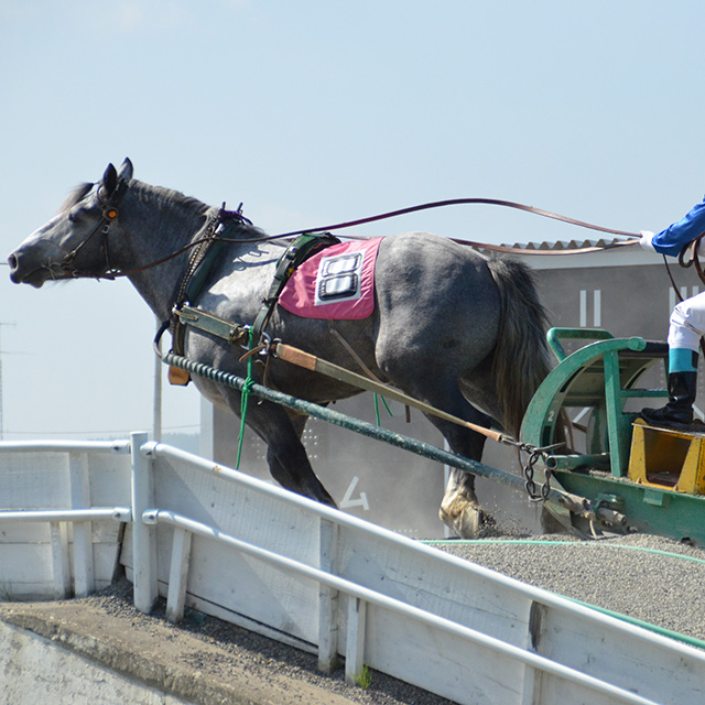 Banei Horse Racing