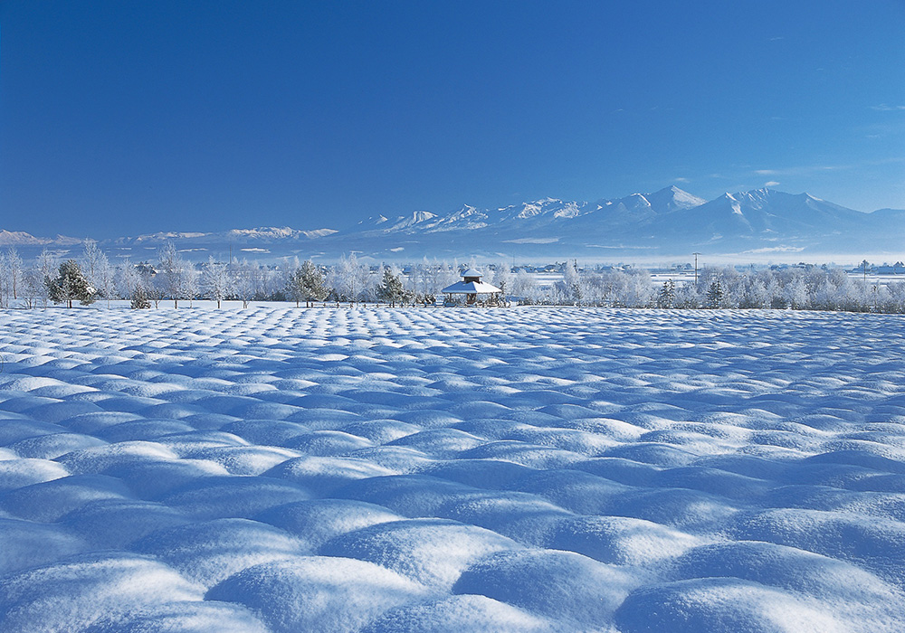 Farm Tomita in winter and snow activities in Furano