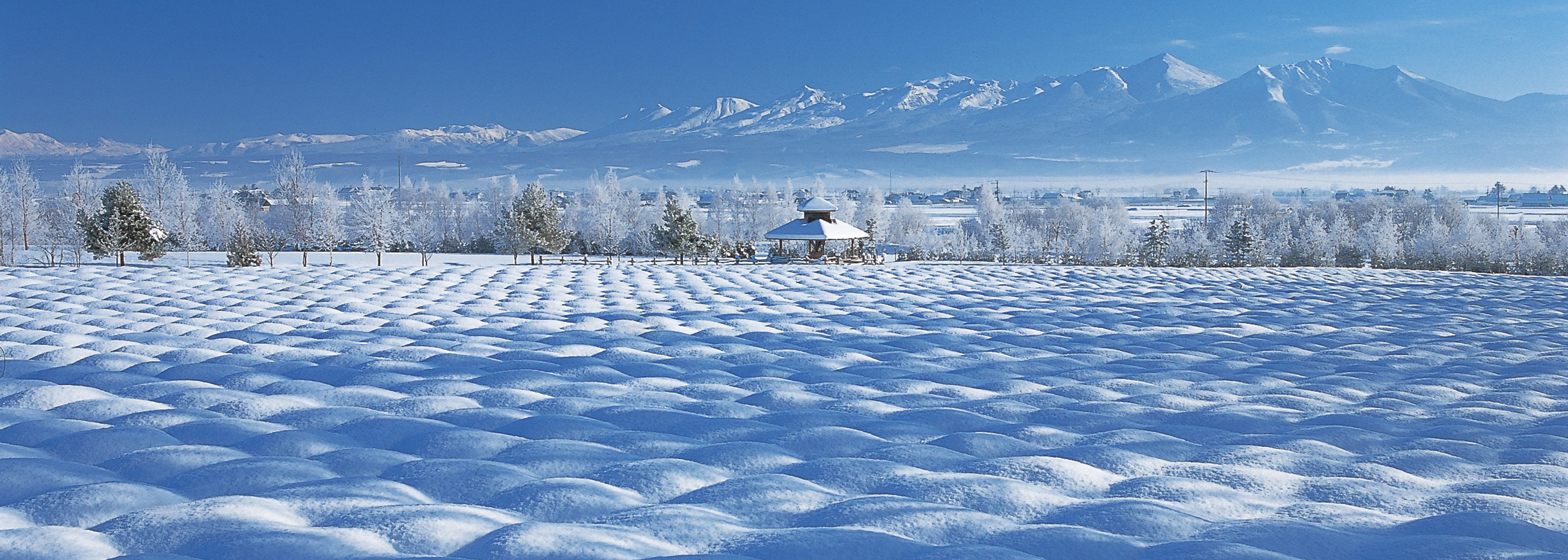 Farm Tomita in winter and snow activities in Furano