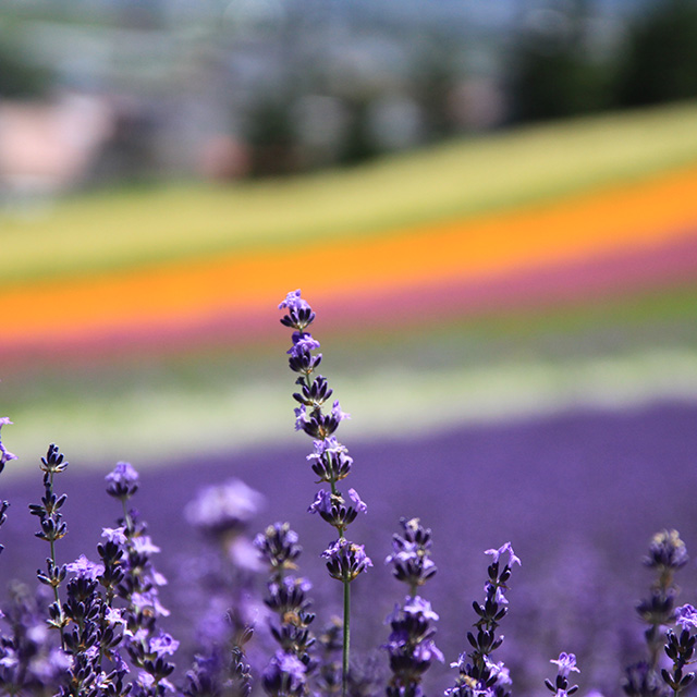 Farm Tomita