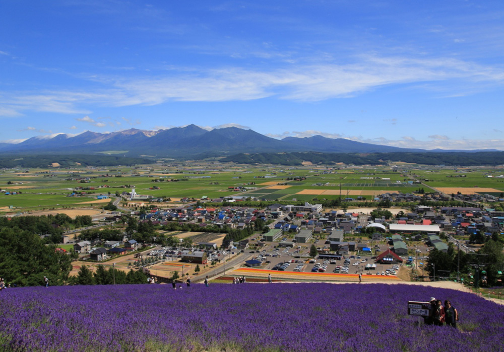 巡遊3座薰衣草園的薰衣草飽覽行程