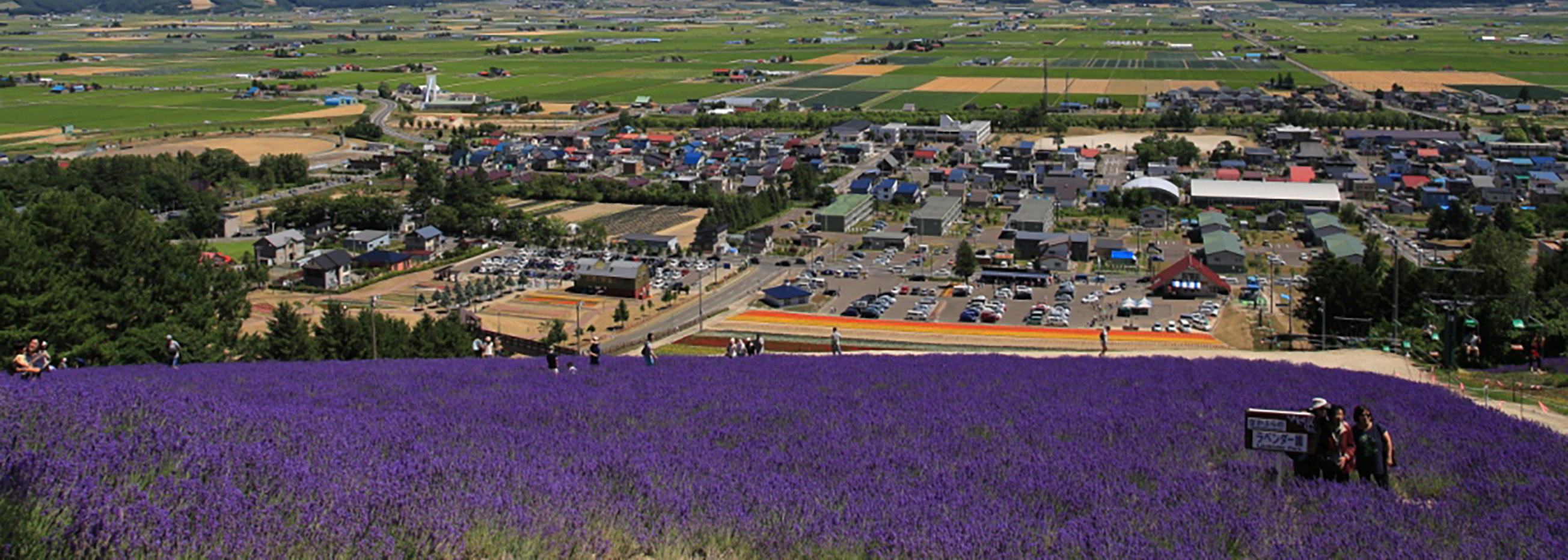 ３つのラベンダー園を巡る ラベンダー尽くしコース写真