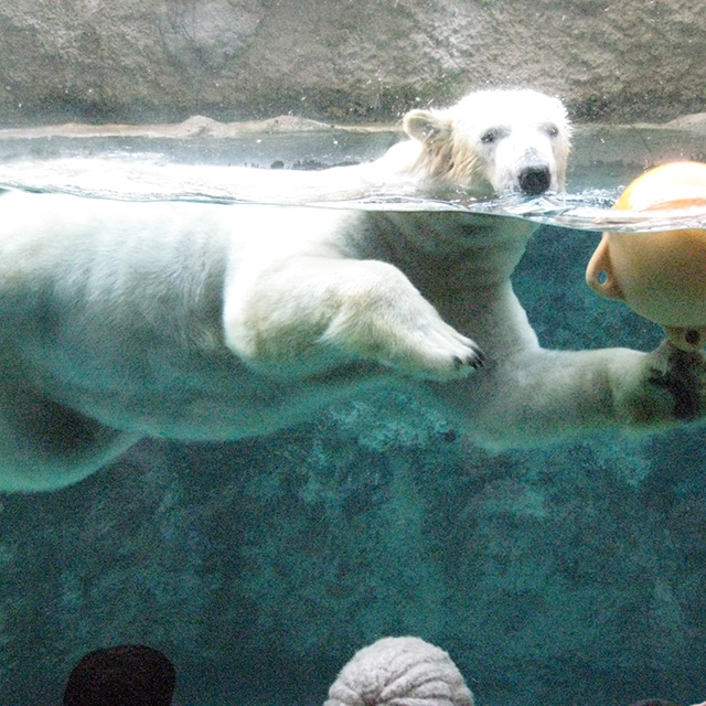 旭山動物園