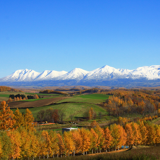 Autumn view in Biei