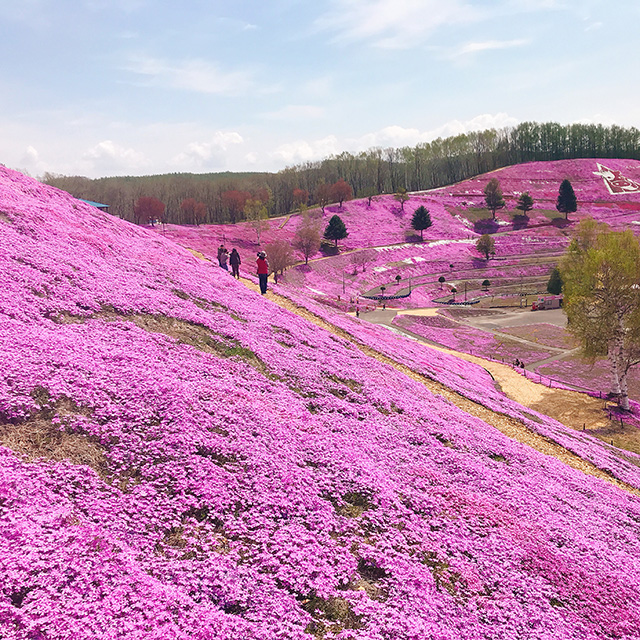 东藻琴芝樱公园