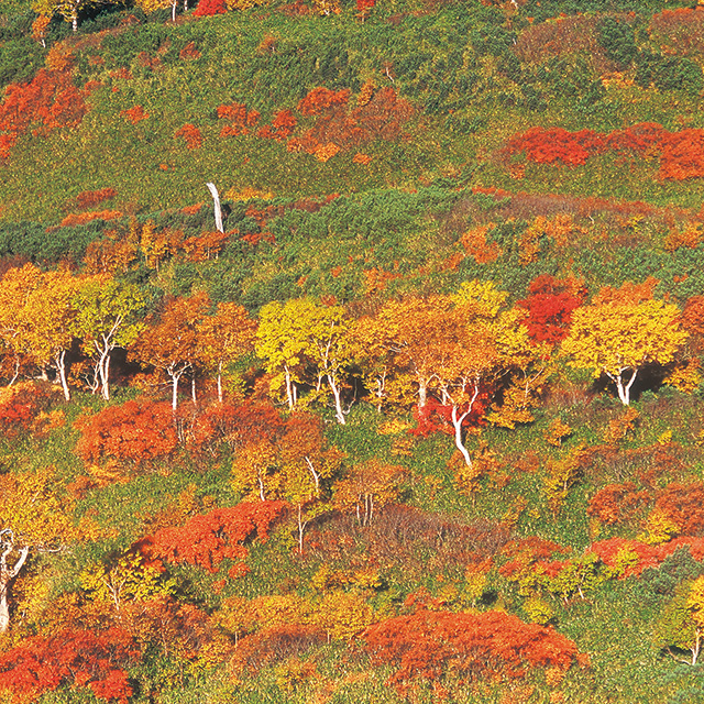 Mt. Asahidake