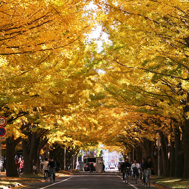 Ginkgo Avenue in Hokkaido University