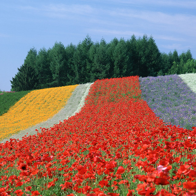 Shikisai-no-oka in Biei