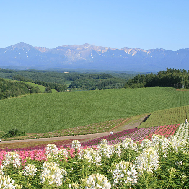 Farm Tomita in Naka-Furano