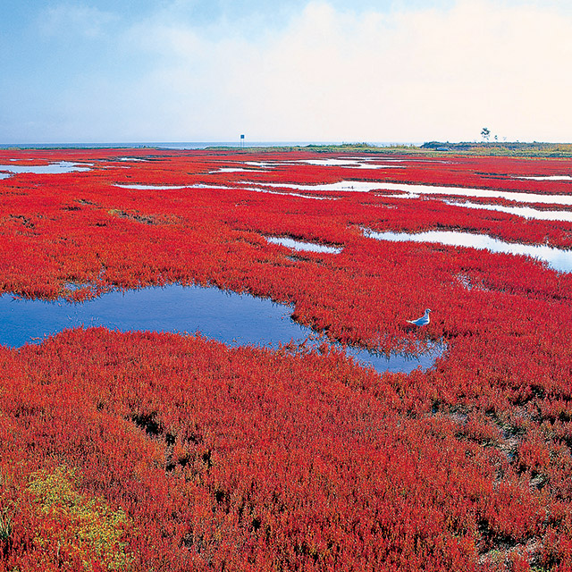 Red coral grass in Lake Notoro