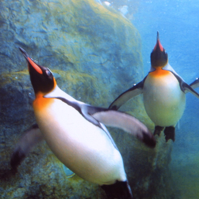 Asahiyama Zoo