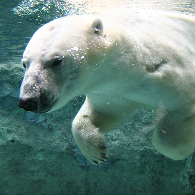 Asahiyama Zoo