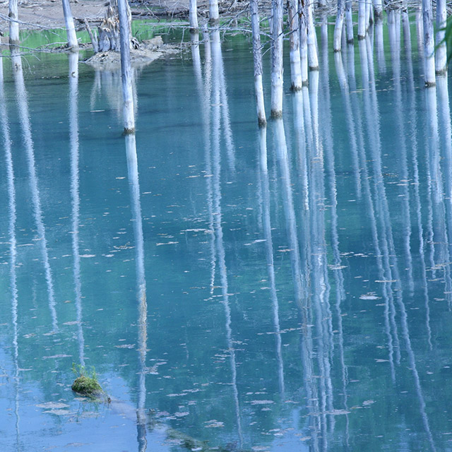 Blue Pond in Biei