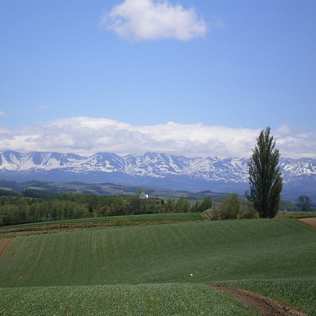 Hills in Biei