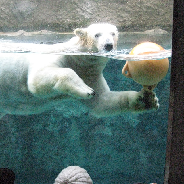 Asahiyama Zoo