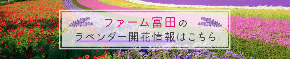 ファーム富田のラベンダー開花情報はこちら