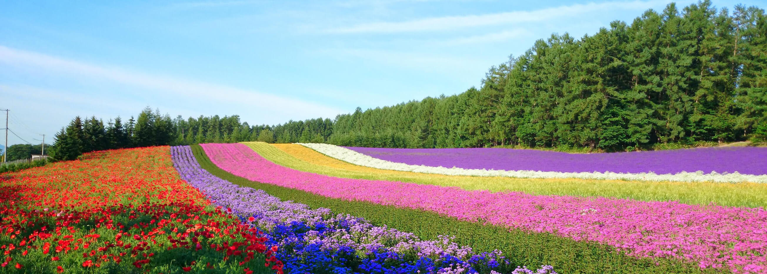 王道＆美瑛の絶景 バスでラクラク周遊コース写真