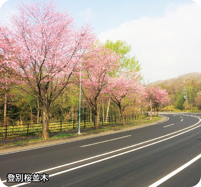 登別桜並木