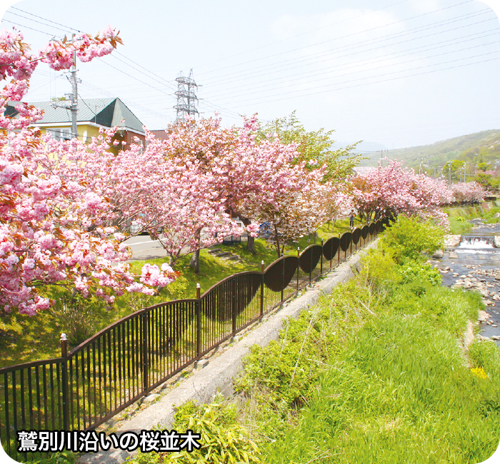 鷲別川沿いの桜並木