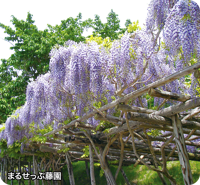 まるせっぷ藤園