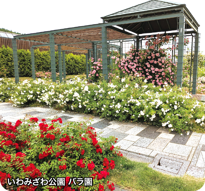 いわみざわ公園 バラ園