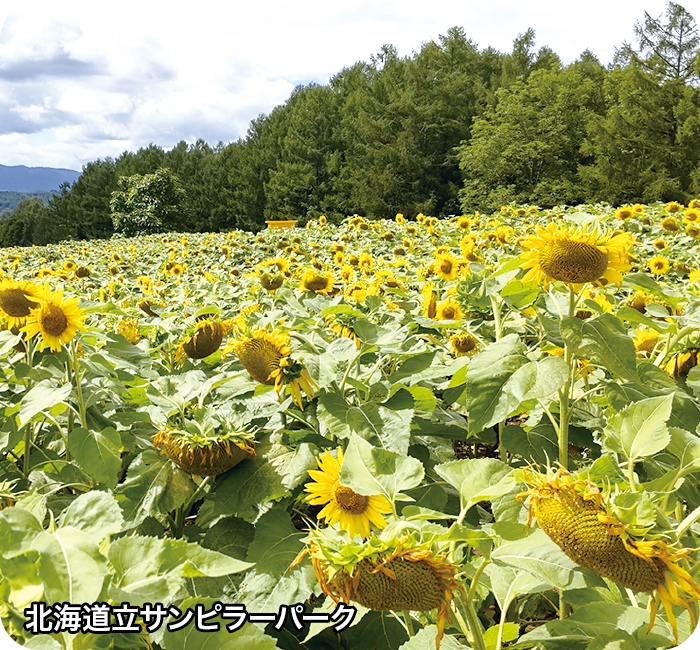 北海道立サンピラーパーク