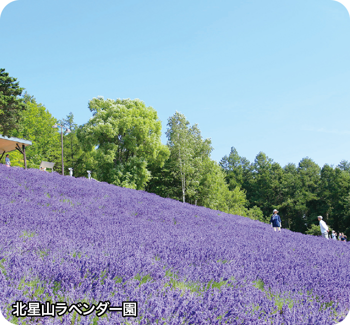 北星山ラベンダー園