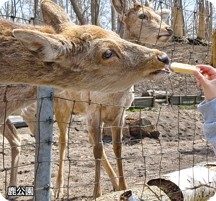 鹿公園