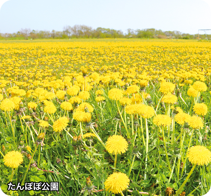 たんぽぽ公園
