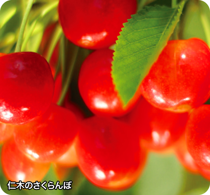 仁木のさくらんぼ