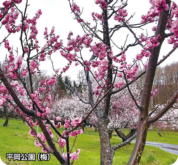 平岡公園（梅）