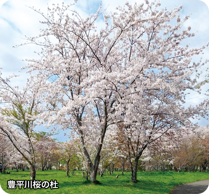 豊平川桜の杜
