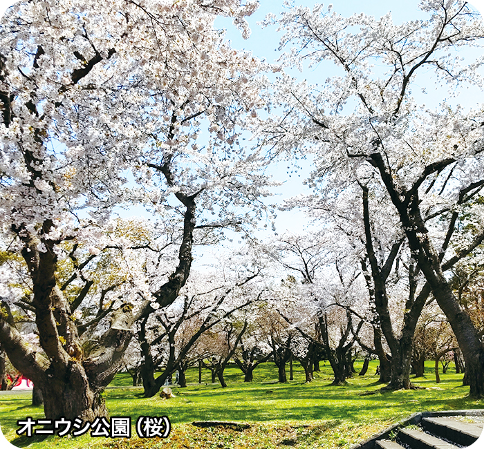 オニウシ公園（桜）