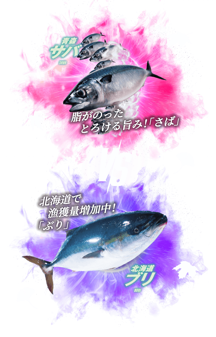 青森サバ VS 北海道ブリ