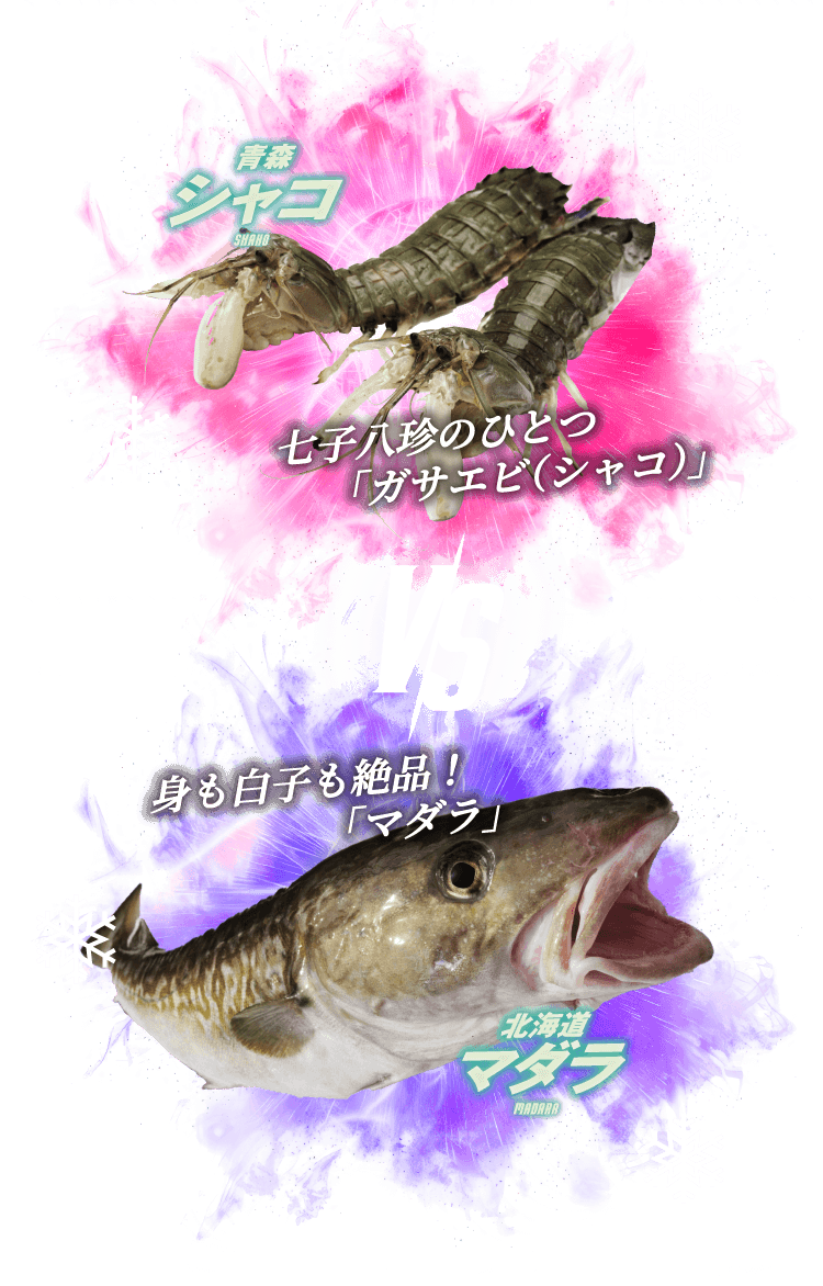 青森シャコ VS 北海道マダラ