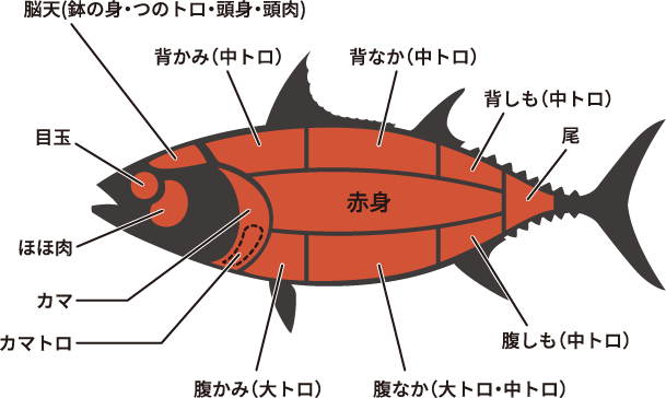 マグロ図解