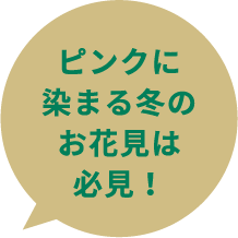 ピンクに染まる冬のお花見は必見！