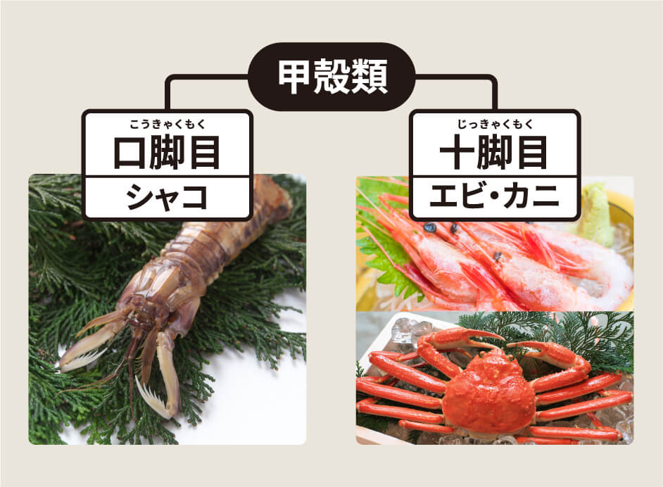 甲殻類分類図