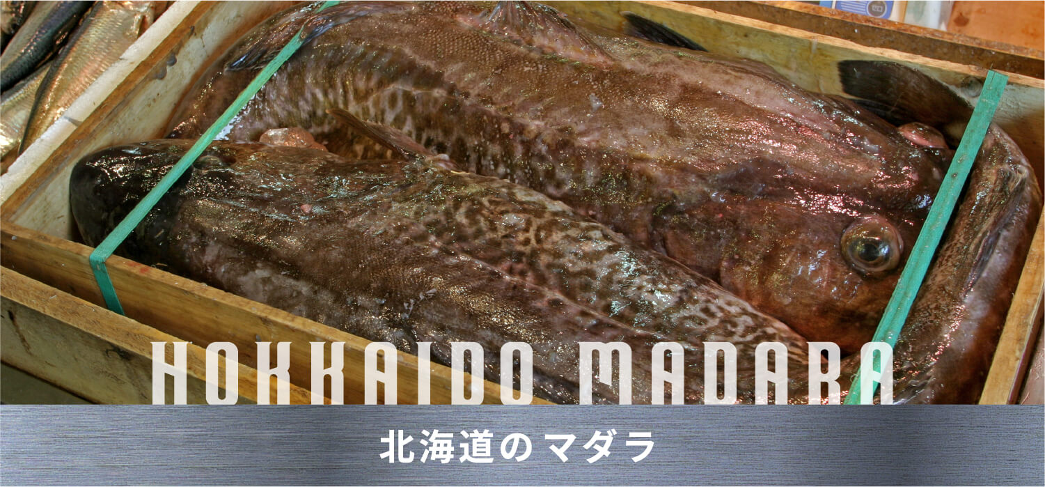 北海道のマダラ