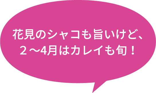 花見のシャコも旨いけど、2〜4月はカレイも旬！
