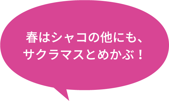 春はシャコの他にも、サクラマスとめかぶ！