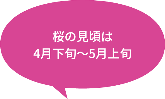 桜の見頃は4月下旬〜5月上旬
